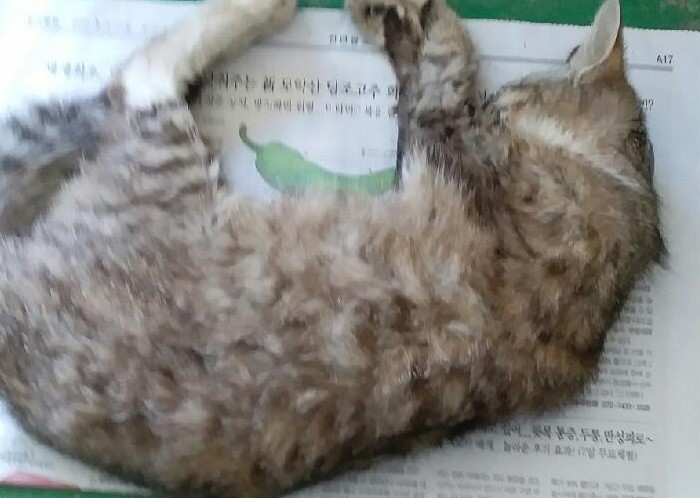 종료(자연사) 한국…